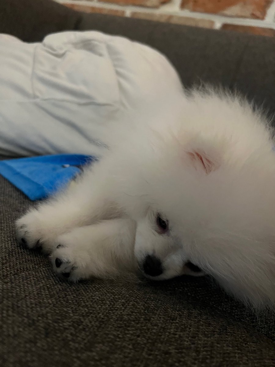 sjhfilters's tweet image. Cutie little puppy CANDY 😭🤍