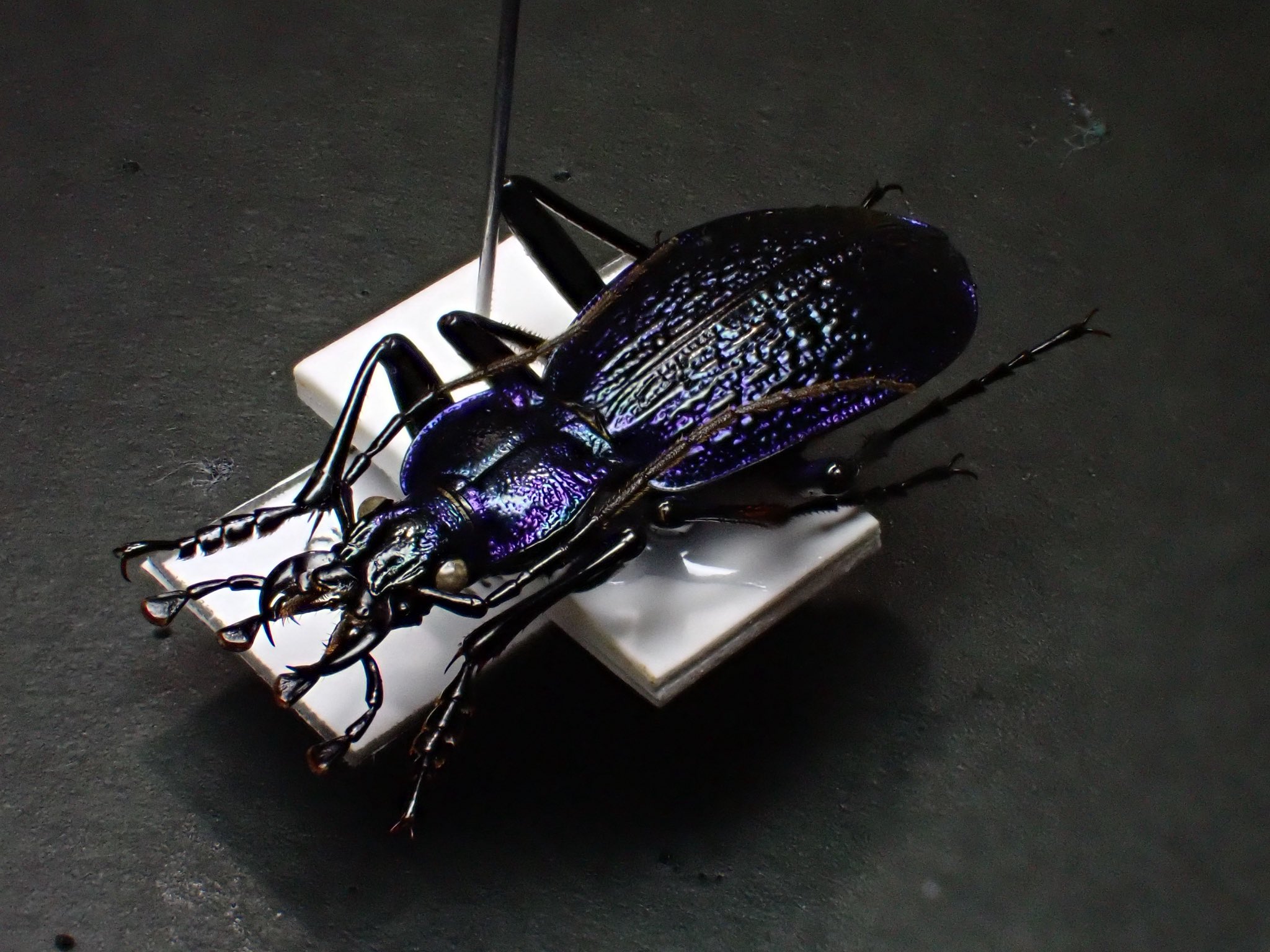 ガルーダキババチ　標本 昆虫館Bar Species on X: 