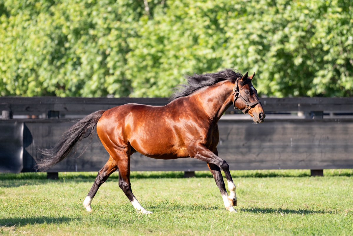 Arrowfield Stud (@arrowfieldstud) on Twitter photo 2YO filly Ethereum Girl (ex Moonchild by Charge Forward) is Maurice’s 32nd SW and his 7th 2YO SW after her brave SAJC Sires’ Produce S. G3 victory. Congratulations <a href="/lindsayparkrace/">Lindsay Park Racing</a>, Jason Holder, <a href="/mmsnippets/">Magic Millions</a> vendor & breeder <a href="/KerryLStephens/">Glenbeigh Farm</a> & owners Mark Needham, Daniel Kelb, 2YO filly Ethereum Girl (ex Moonchild by Charge Forward) is Maurice’s 32nd SW and his 7th 2YO SW after her brave SAJC Sires’ Produce S. G3 victory. Congratulations <a href="/lindsayparkrace/">Lindsay Park Racing</a>, Jason Holder, <a href="/mmsnippets/">Magic Millions</a> vendor & breeder <a href="/KerryLStephens/">Glenbeigh Farm</a> & owners Mark Needham, Daniel Kelb,
