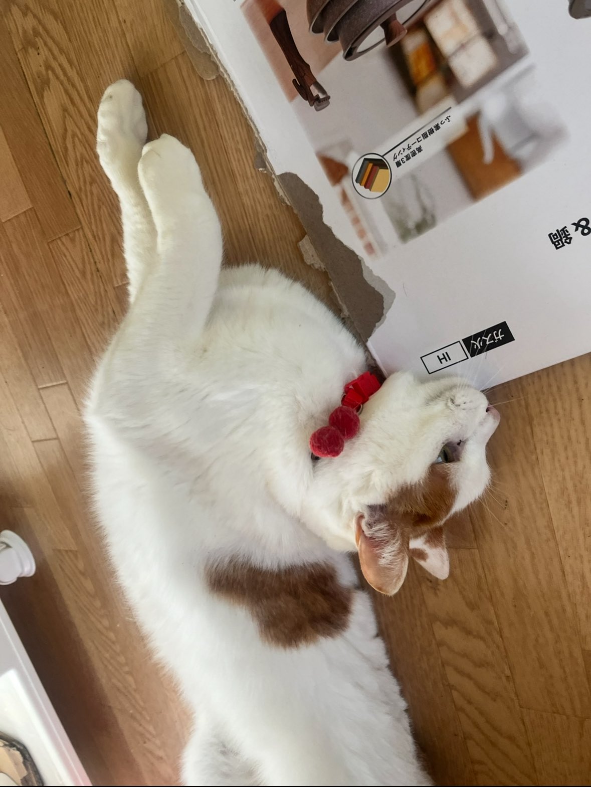 猫好 福きたる on X: 