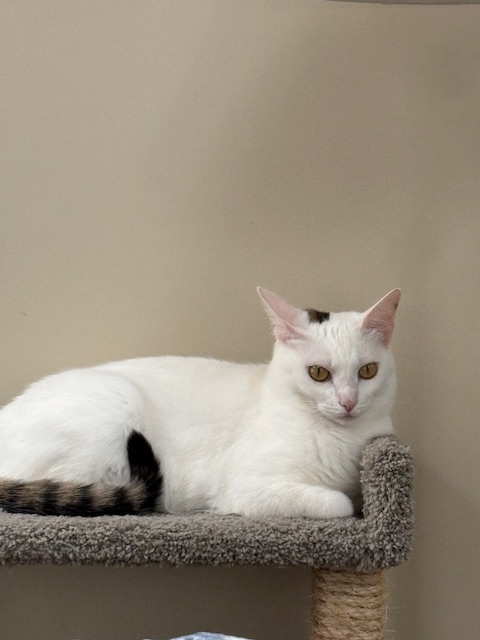 Nickyboy63's tweet image. Millie, Flo, and Thurston wish you a relaxing Caturday.