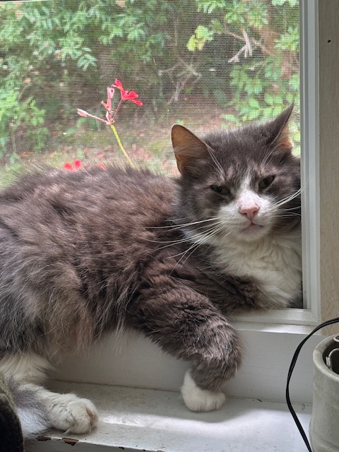 Nickyboy63's tweet image. Millie, Flo, and Thurston wish you a relaxing Caturday.