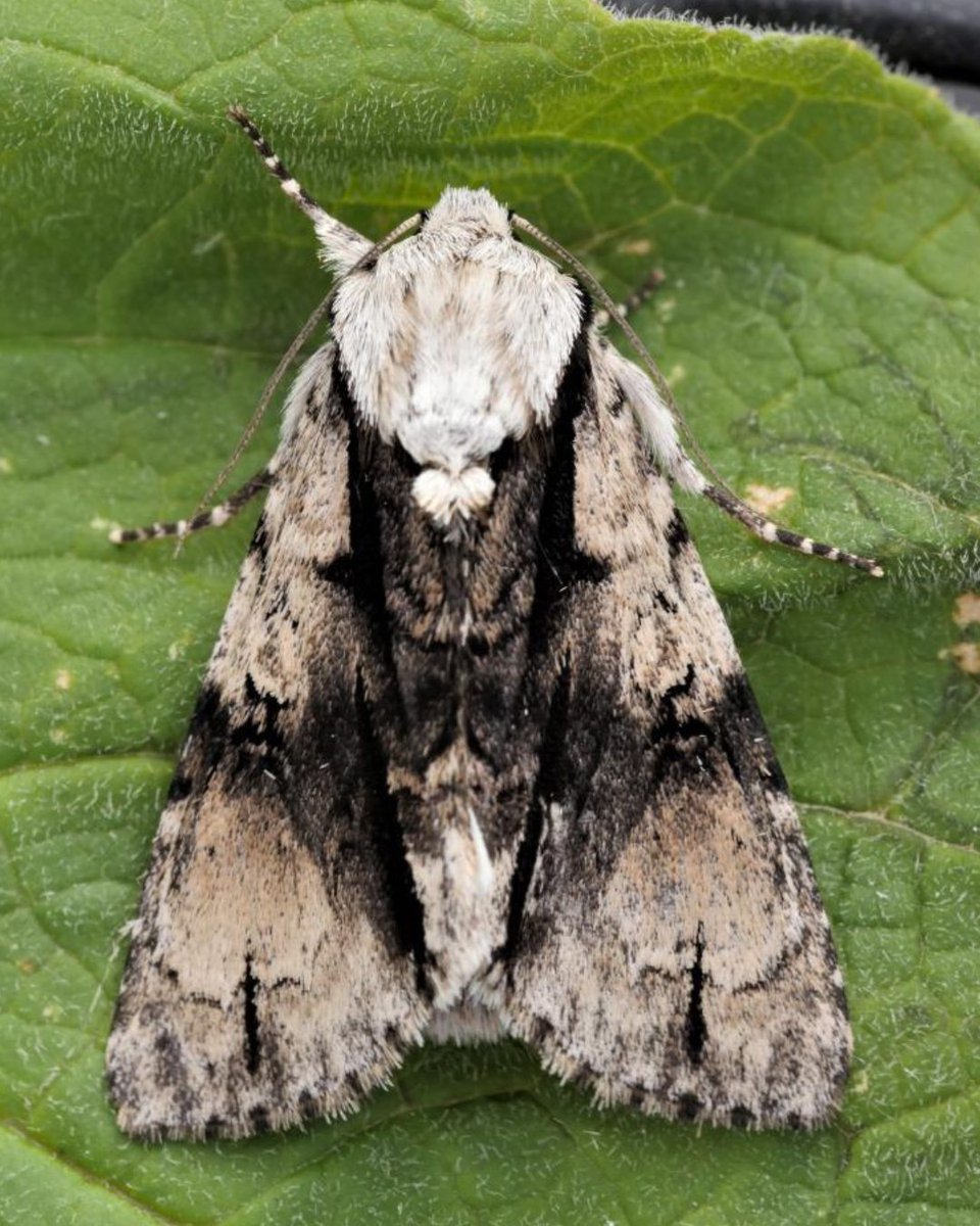 CityCorpHeath's tweet image. You may remember we posted a picture of an Alder Moth caterpillar for National Insect Week a few weeks ago.

As its now #NationalMothWeek we thought we&apos;d show you what the bright and bold caterpillar pupates into, a more modest, but still beautiful, moth!
