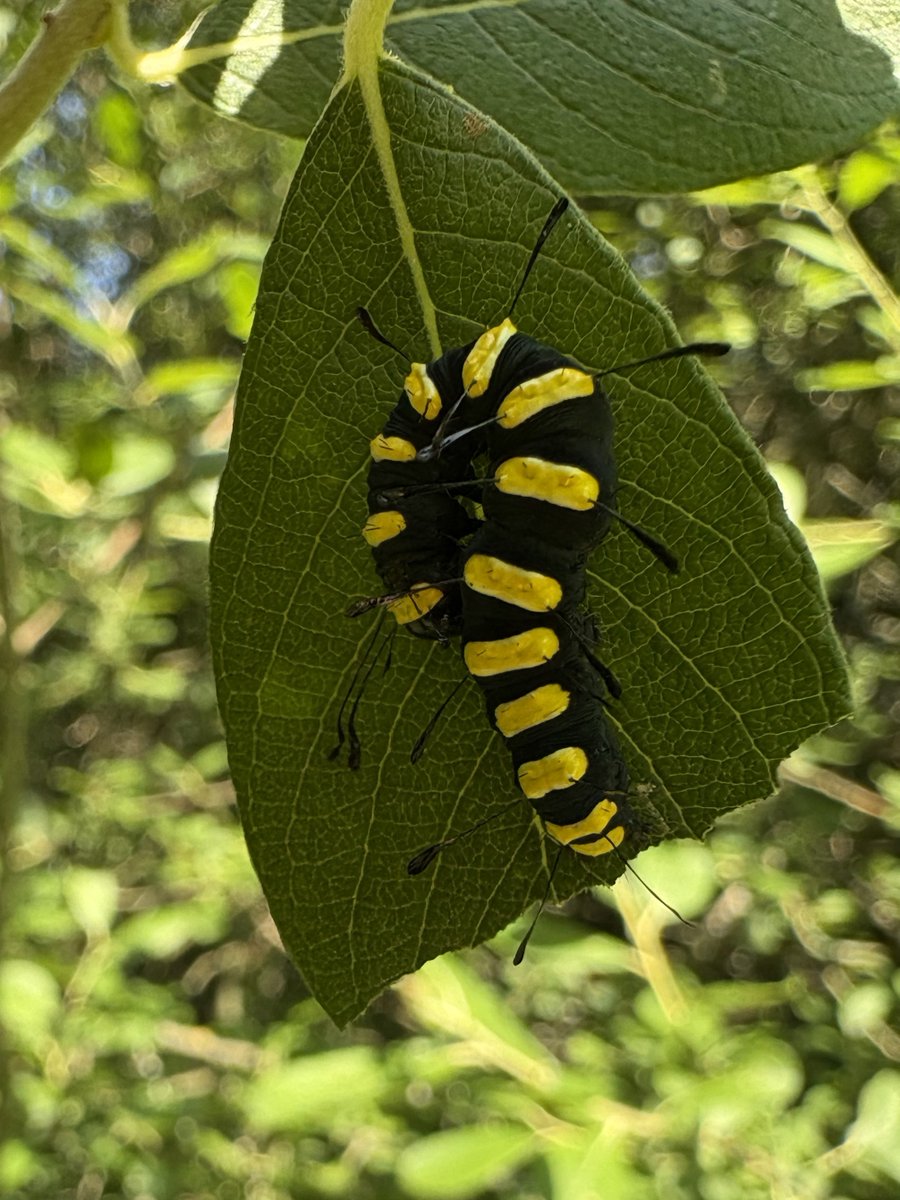 CityCorpHeath's tweet image. You may remember we posted a picture of an Alder Moth caterpillar for National Insect Week a few weeks ago.

As its now #NationalMothWeek we thought we&apos;d show you what the bright and bold caterpillar pupates into, a more modest, but still beautiful, moth!