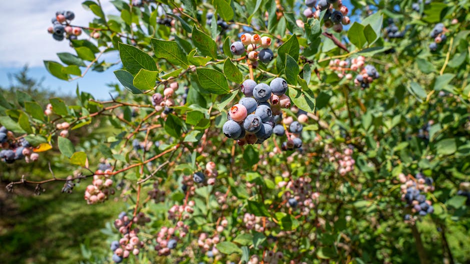 ASHS_Hort's tweet image. A comprehensive review examined leaf photosynthetic rates, research methodologies, and existing knowledge gaps in highbush blueberry research spanning the past six decades.
#HortScience doi.org/10.21273/HORTS…
@UF_IFAS