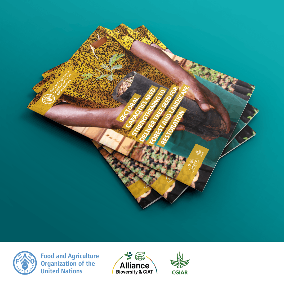 FAOForestry's tweet image. Download a publication from @FAO & @BiovIntCIAT_eng:
➡️Sectoral capacities need strengthening to deliver sufficient tree seed for forest and landscape restoration
🔗ow.ly/xsRb50WphJN
#GenerationRestoration