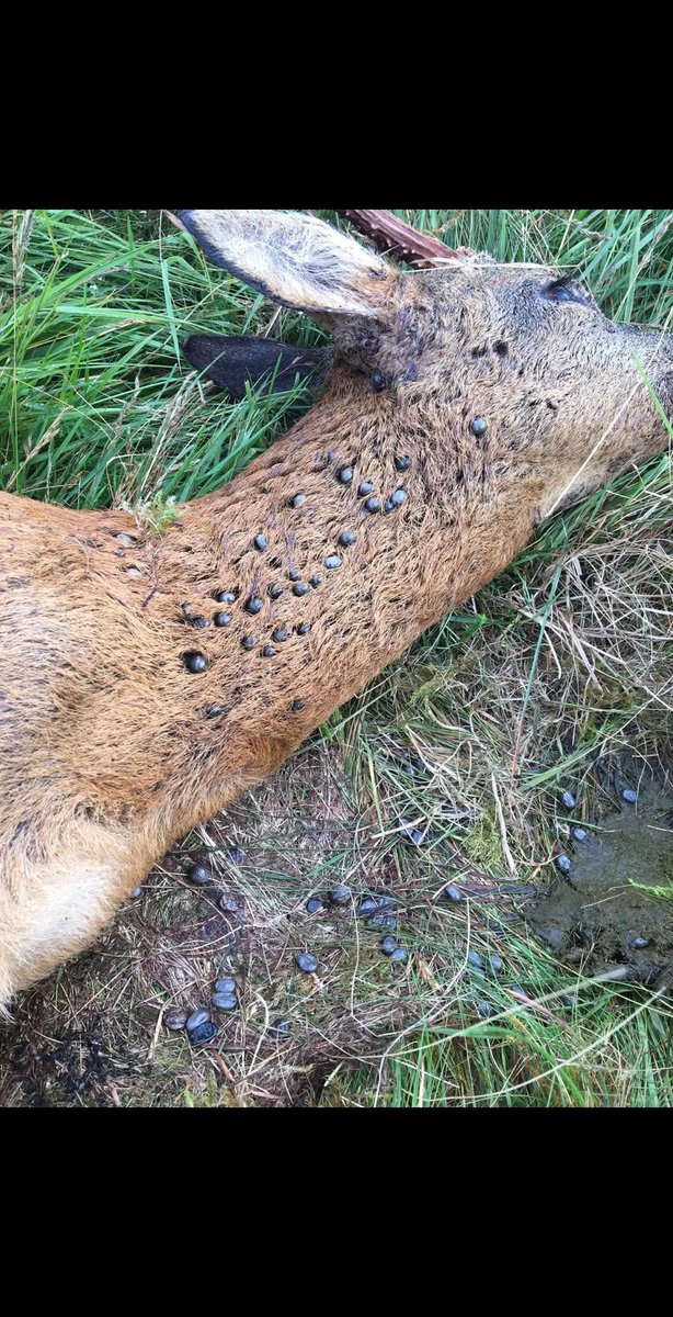 Whatlike tweet media