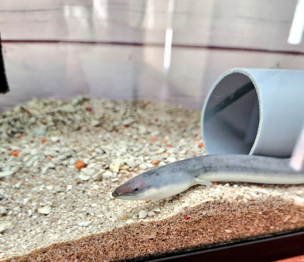 この子は食べちゃダメ！