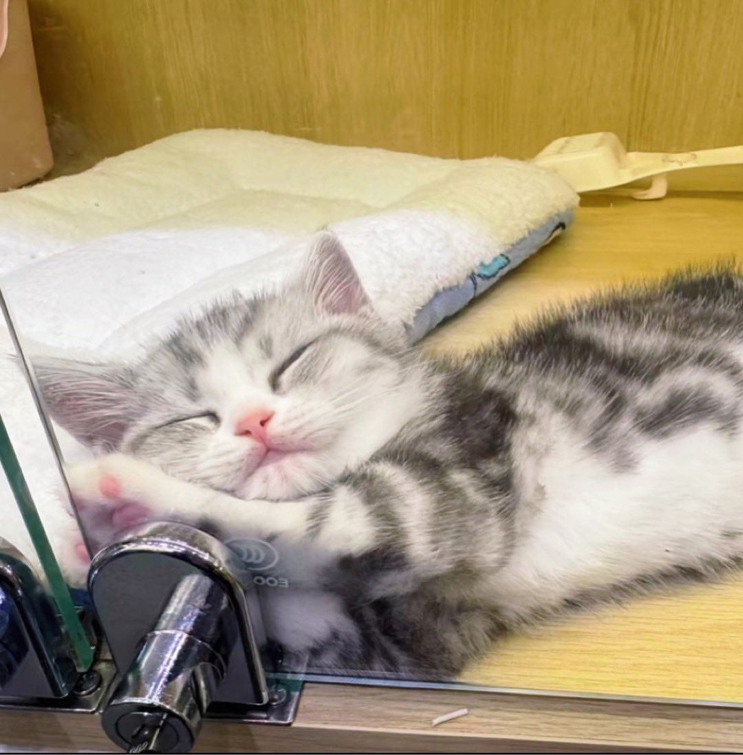 cutest_animal1's tweet photo. 寝方がかわいい https://t.co/iQiq4zwF5y