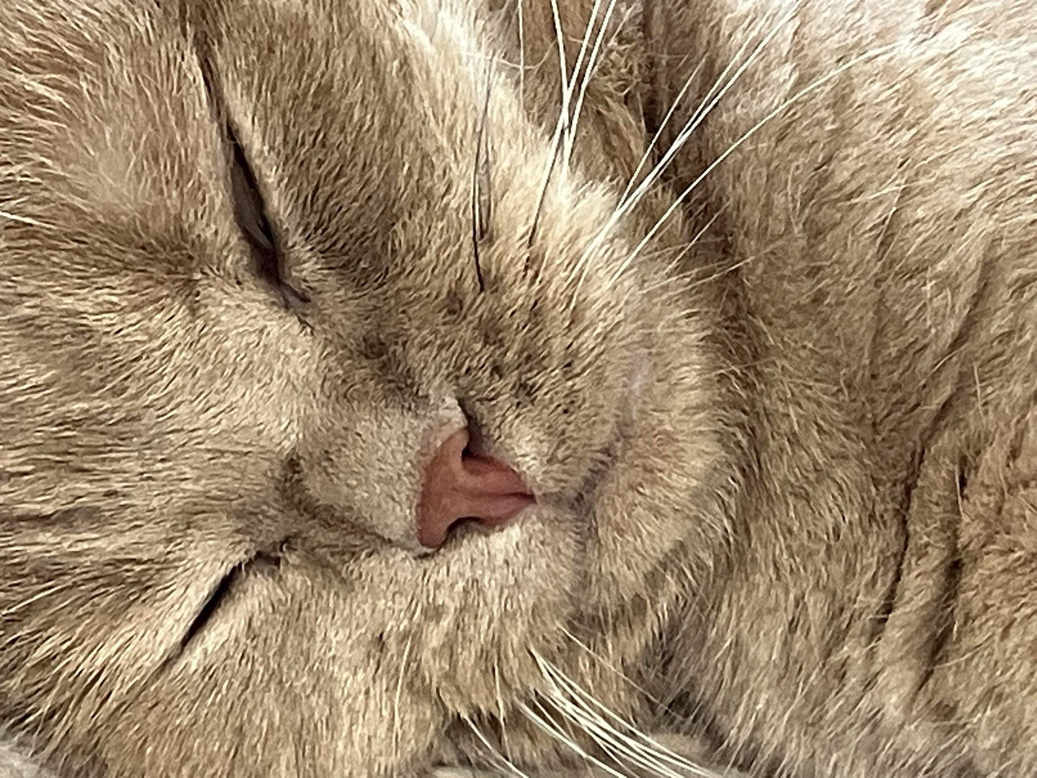 猫好 もるきち on X: 