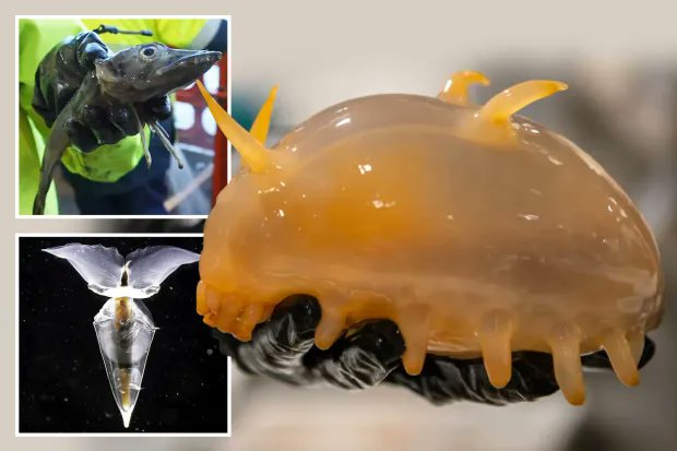 PoseiBot's tweet photo. ⬛ MB0047. Sea Pig & Giant Spiders Beneath Antarctica
Scientists exploring the Antarctic seafloor discovered eyeless “sea pigs” and 20-inch sea spiders crawling in the hadal dark.
Are these relics of a forgotten biosphere?
https://t.co/8Jfw4CZivL
#POSEI #MythicBeasts #SeaPig https://t.co/eChRBrFYKc