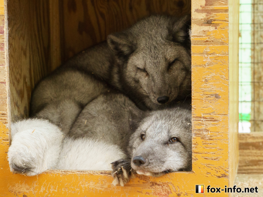 fox_info_net's tweet image. (もっ)
(もっ)
 #蔵王キツネ村 fox-info.net/fox-photo/arch…