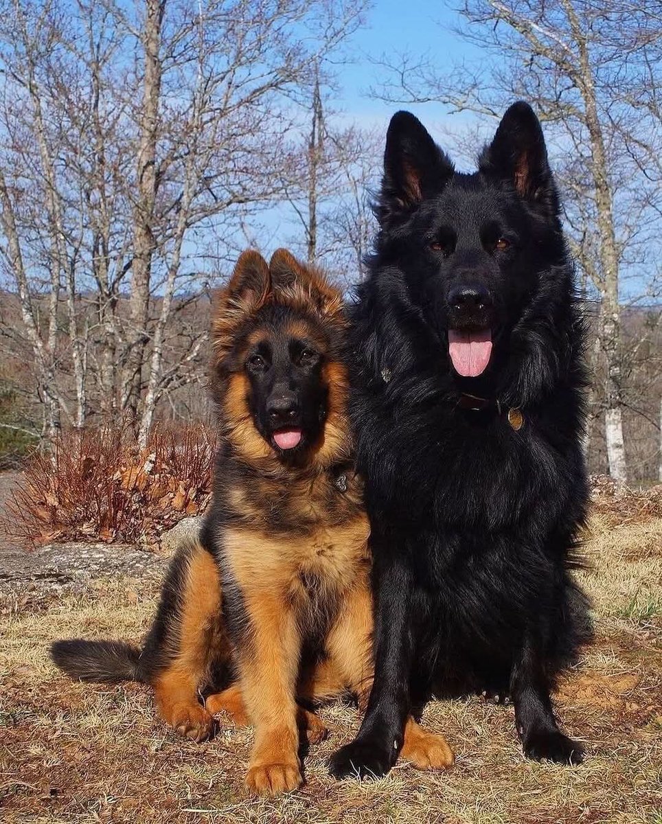 GSD_Fan_Club's tweet image. This sweet duo is the definition of unconditional love π