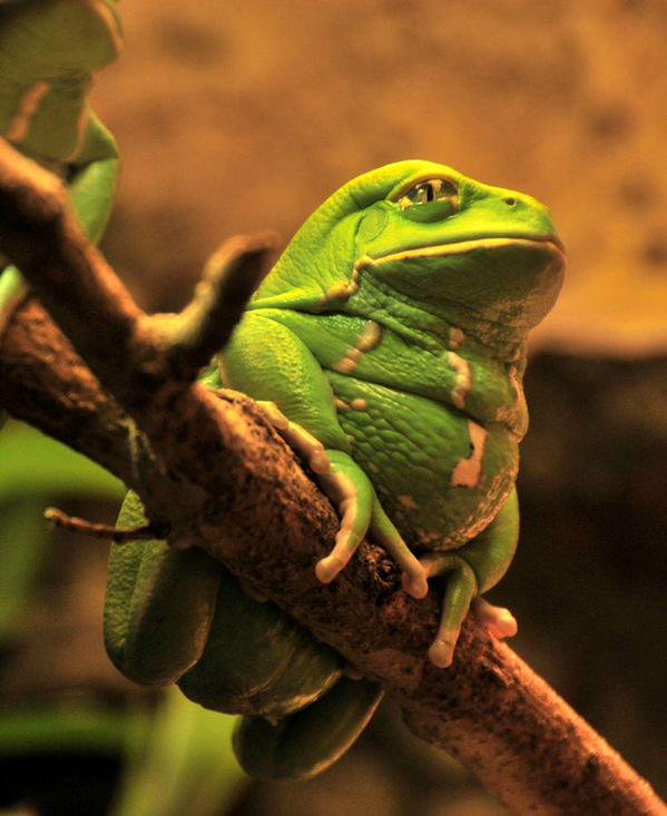 joehansenxx's tweet image. The Waxy Monkey Leaf Frog moves by walking rather than hopping, which is the reason for the 'monkey' in their name.
(Photo thecritterdepot)