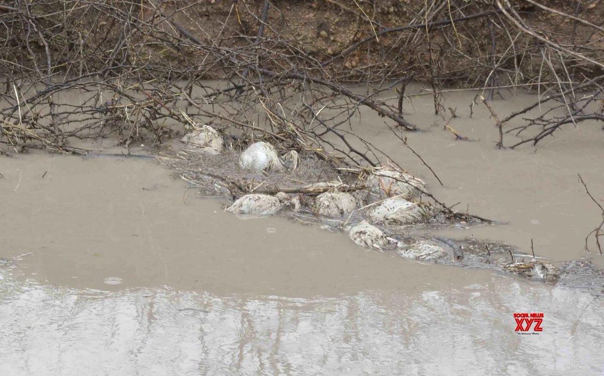 t0b1a5_c's tweet image. A new study uses AI to pinpoint key environmental factors influencing avian flu outbreaks in Europe, potentially boosting early detection and prevention efforts.   socialnews.xyz/2025/07/18/cli…