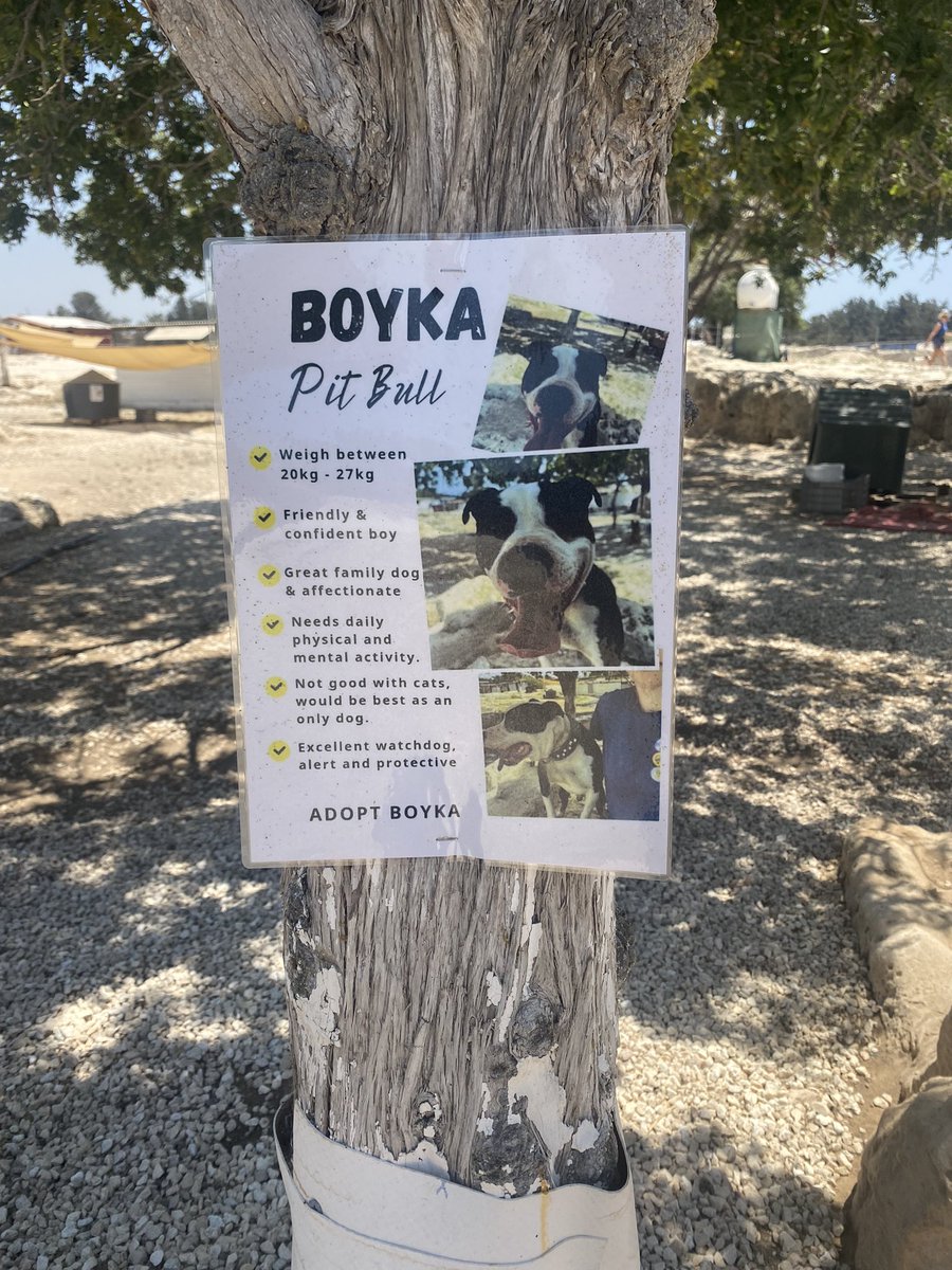 NickTaylorLLB's tweet image. This morning i spent some time with Boyka at Animal Rescue Cyprus . He's looking for a home (details attached) and is a lovely natured Pit Bull. If you're looking to adopt and live near Paphos do check out Animal Rescue Cyprus. #adoptboyka #cyprus
animalrescuecyprus.com