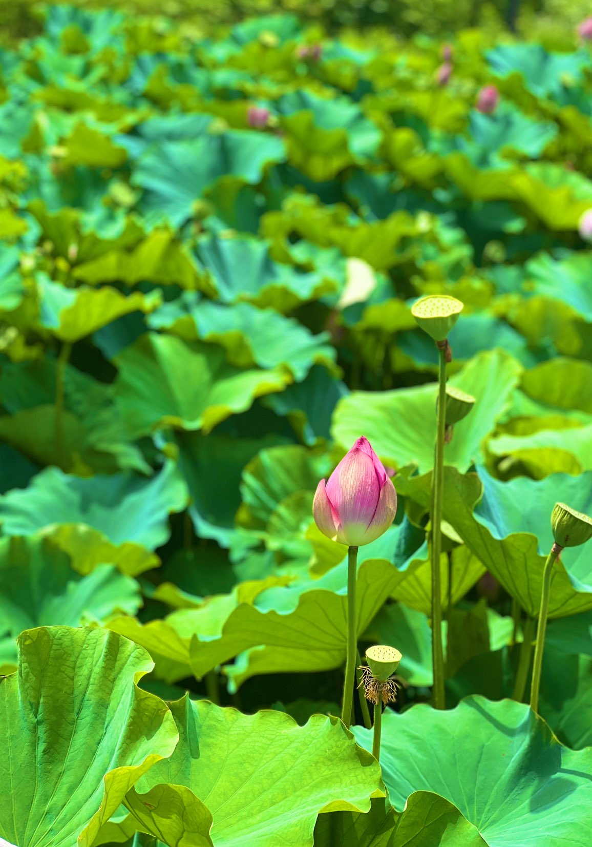 ありがとうの花 - Cerca / X