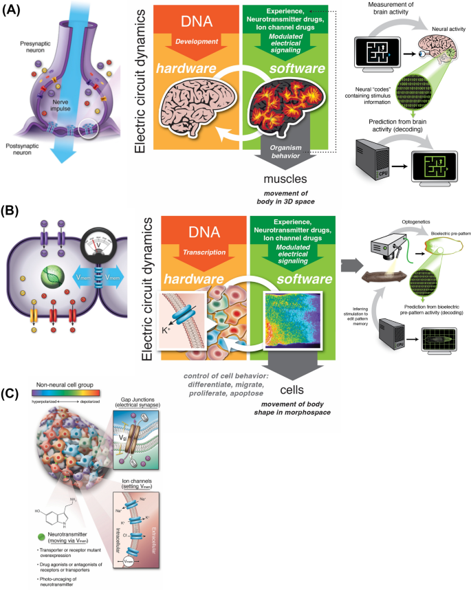 Andercot's tweet image. Biological systems are not just molecular computers, but sophisticated electromagnetic communication and computation devices.
Around every living thing is wrapped a bioelectric field of extracellular information processing that coalesces into the phenomenon we call experience