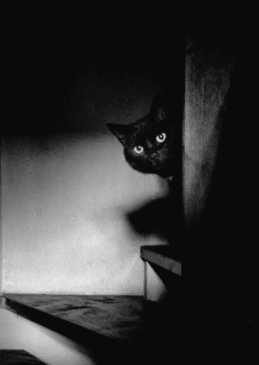 StephenGeoRae's tweet image. #WordoftheDay - kittlin
a kitten in Scots dialect; from the Old Norse 'ketlingr'
as my grandfather would say: "it's as dark as a kittlin's ee in the coal hoose"
which roughly translates as: "it's as dark as a kitten's eye in the coal house"
#caturday #dialect #scotland