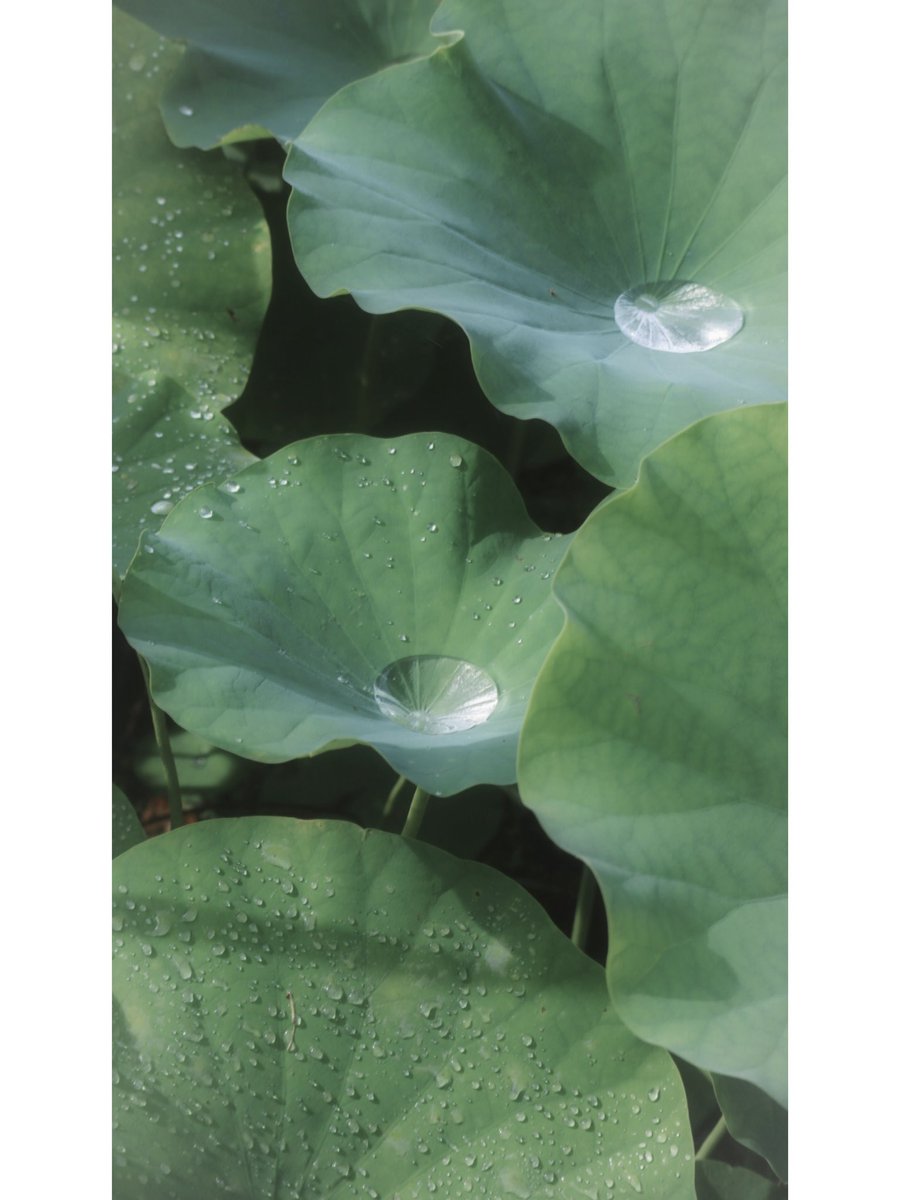 atmarkaoi's tweet image. 僕の光