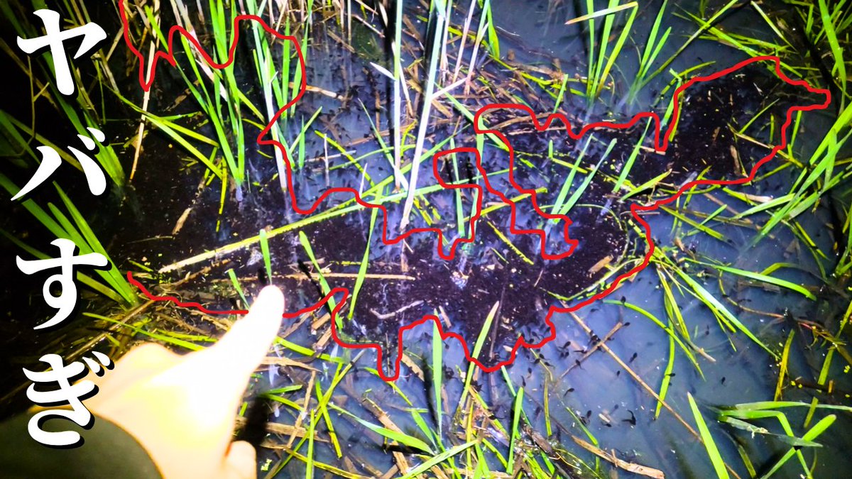 masy034's tweet image. Youtube更新

北海道遠征はじまるよー

北海道で異常繁殖している猛毒生物を大量に駆除しました

youtu.be/y_Kit2b0Jgc