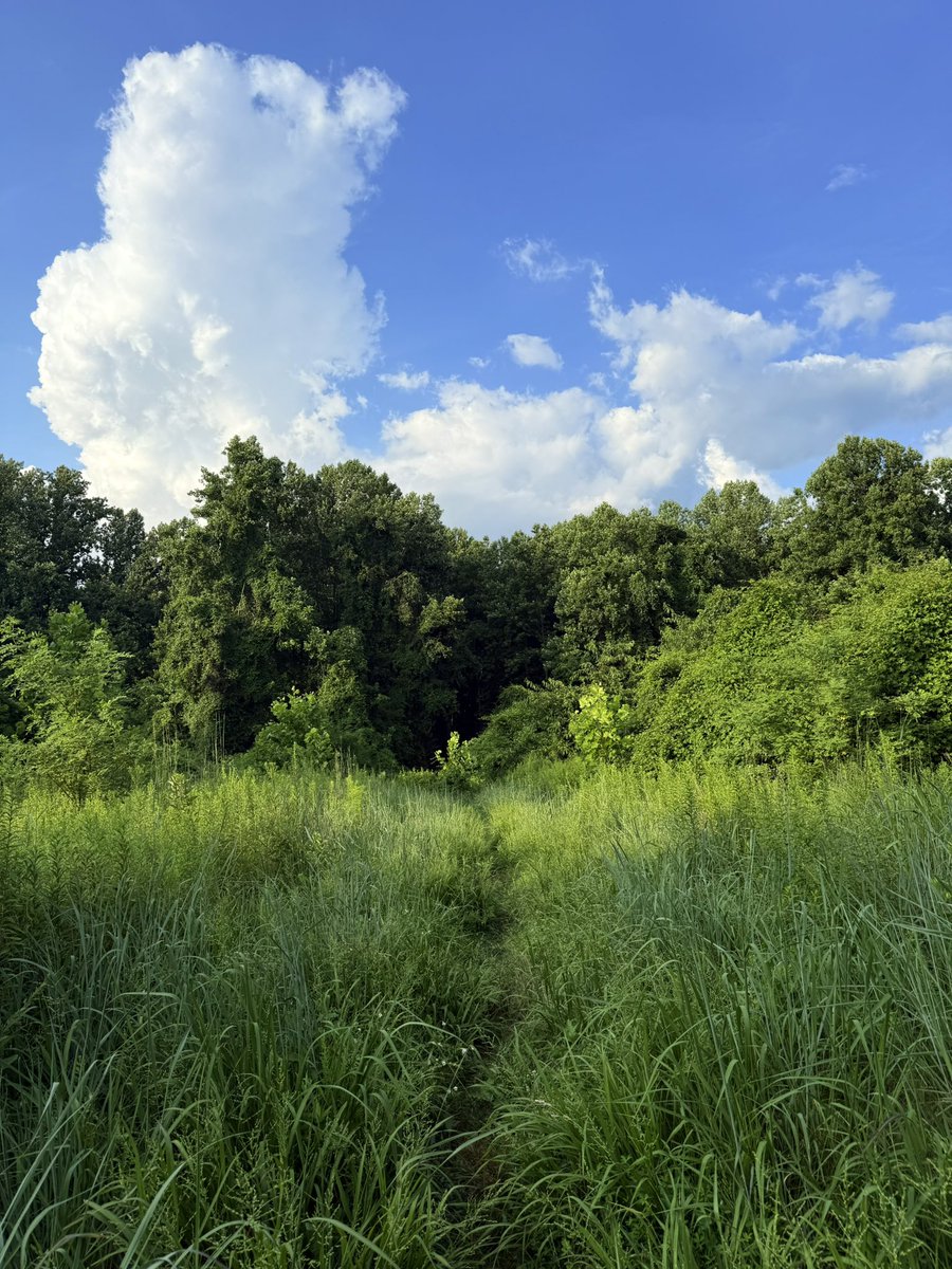 The rains flooded the meadow with greenery.