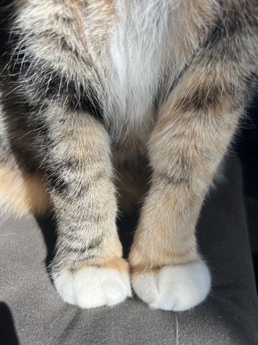 tygerpoo's tweet image. Legs 11! whee-ooooo 😸 #cats #Caturday #SaturdayVibes #CatsLover