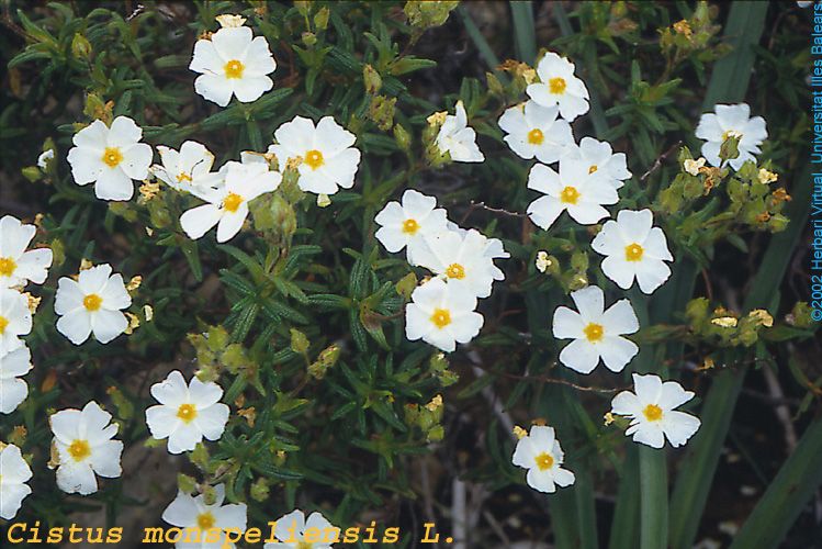 Manuel Hernández Fernández (@hdezfdez) on Twitter photo Hydration-dehydration effects on germination tolerance to water stress of eight Cistus species mdpi.com/3410886 via <a href="/Plants_MDPI/">Plants MDPI</a> Hydration-dehydration effects on germination tolerance to water stress of eight Cistus species mdpi.com/3410886 via <a href="/Plants_MDPI/">Plants MDPI</a>
