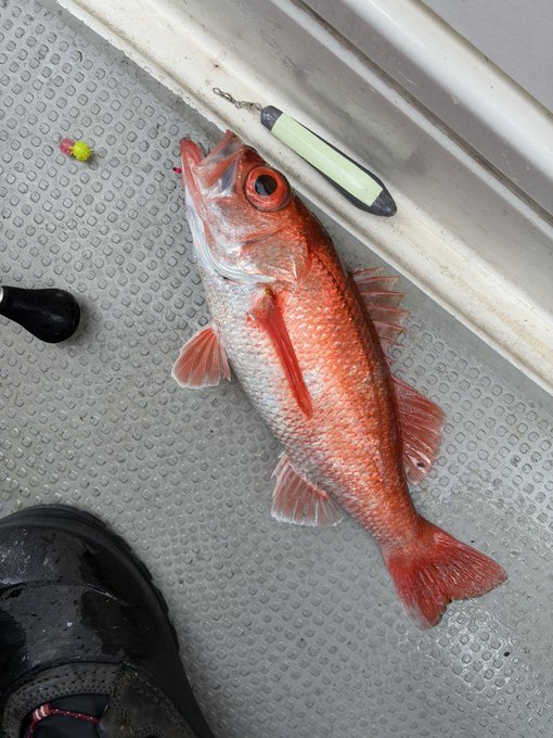 今日の夕飯は昨日釣ってきたノドグロとウナギのW丼♪
スタミナつけて夏を乗り切ろう😋 