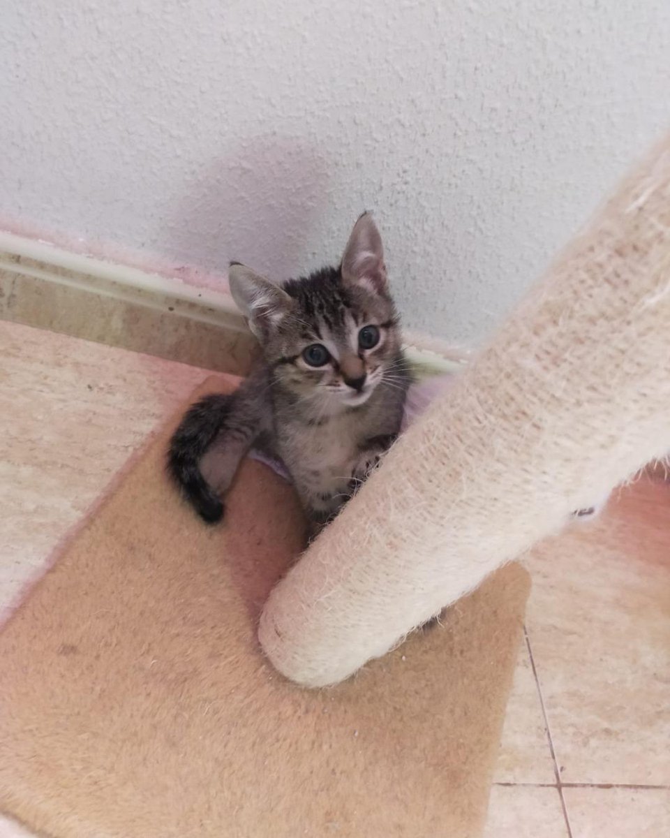 ZafiroProte's tweet image. 🩵 MICHAEL EN ADOPCIÓN 🩵
Este pequeño actor quiere protagonizar la historia más bonita: encontrar una familia para siempre. Fiona dió a luz a esta familia gatuna con nombres de estrellas de cine en un cesto de una terraza 🌟
🐾 Michael
🎂 3 meses
📍 Murcia
✈️ Puede viajar