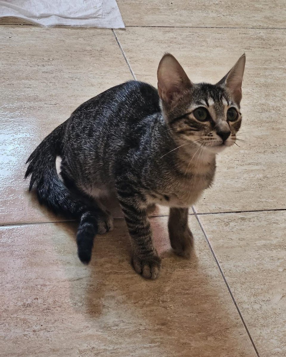 ZafiroProte's tweet image. 🩵 MICHAEL EN ADOPCIÓN 🩵
Este pequeño actor quiere protagonizar la historia más bonita: encontrar una familia para siempre. Fiona dió a luz a esta familia gatuna con nombres de estrellas de cine en un cesto de una terraza 🌟
🐾 Michael
🎂 3 meses
📍 Murcia
✈️ Puede viajar