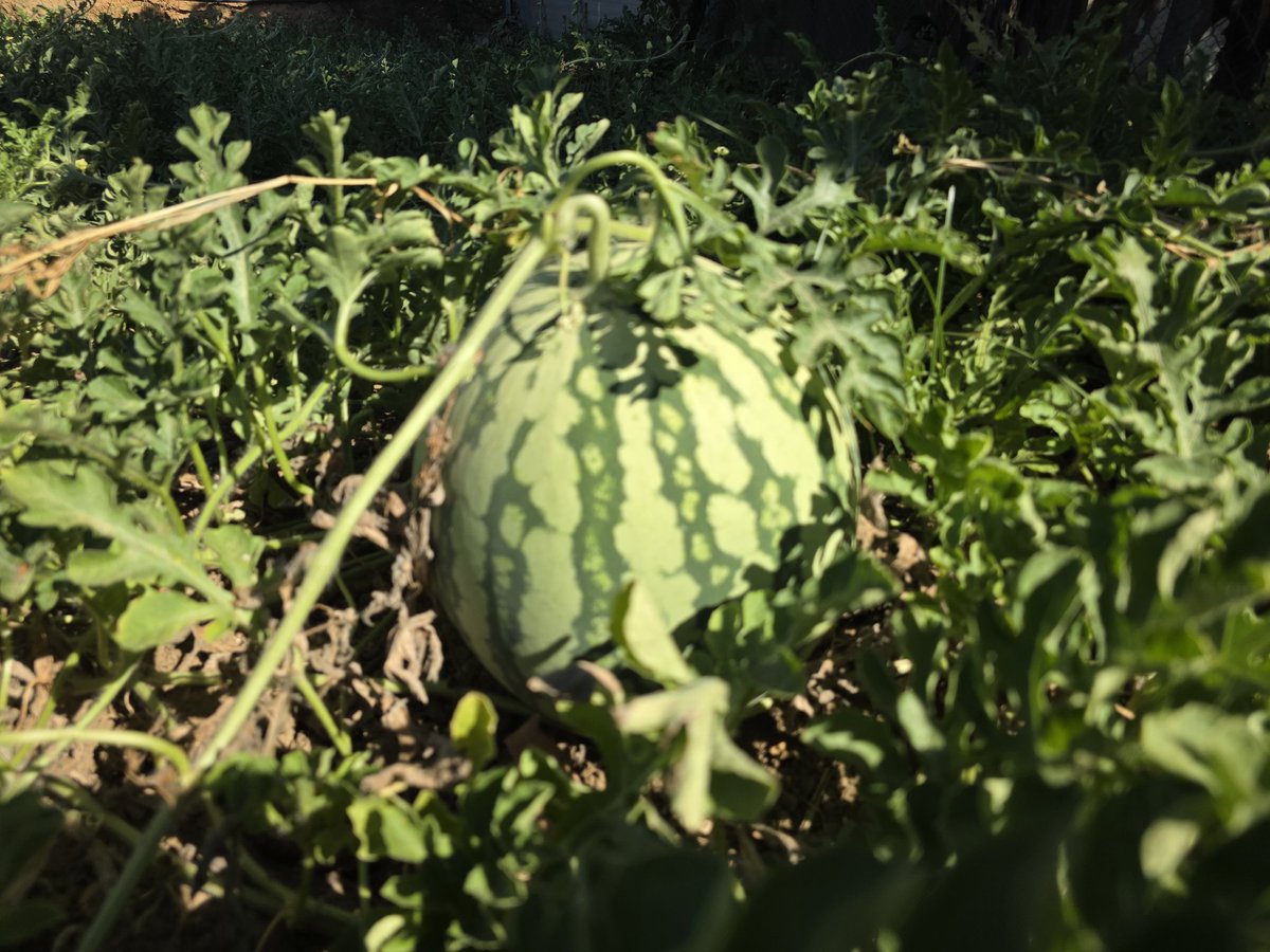 oncoradioHUVR's tweet image. 🌞🍉 ¡Verano en @oncoradioHUVR! 🍅🍆 Frutas jugosas y hortalizas frescas para cuidarte 💪🍇🥒
🥗 En nuestra labor de promoción de una dieta saludable 🥦❤️
recomendamos alimentos de proximidad 🛒🌍 y temporada 📆🌽
¡Buen provecho! 😋🍴
#SomosHUVR 🏥✨
