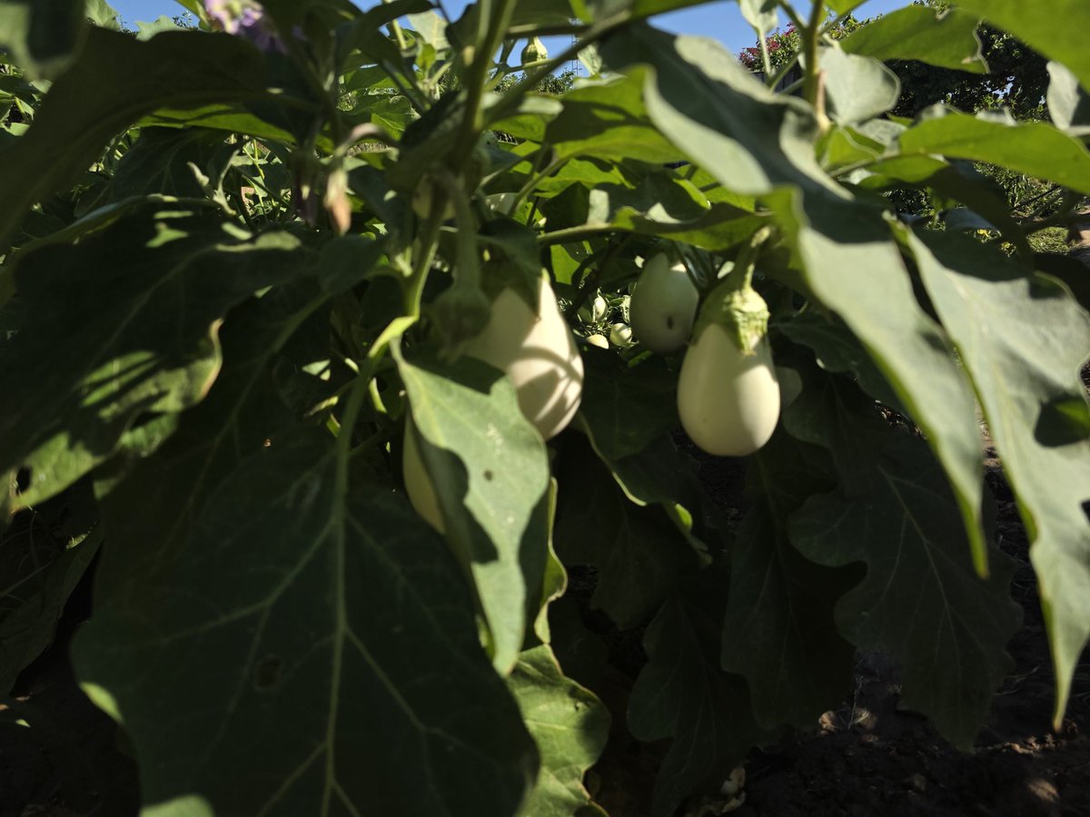 oncoradioHUVR's tweet image. 🌞🍉 ¡Verano en @oncoradioHUVR! 🍅🍆 Frutas jugosas y hortalizas frescas para cuidarte 💪🍇🥒
🥗 En nuestra labor de promoción de una dieta saludable 🥦❤️
recomendamos alimentos de proximidad 🛒🌍 y temporada 📆🌽
¡Buen provecho! 😋🍴
#SomosHUVR 🏥✨