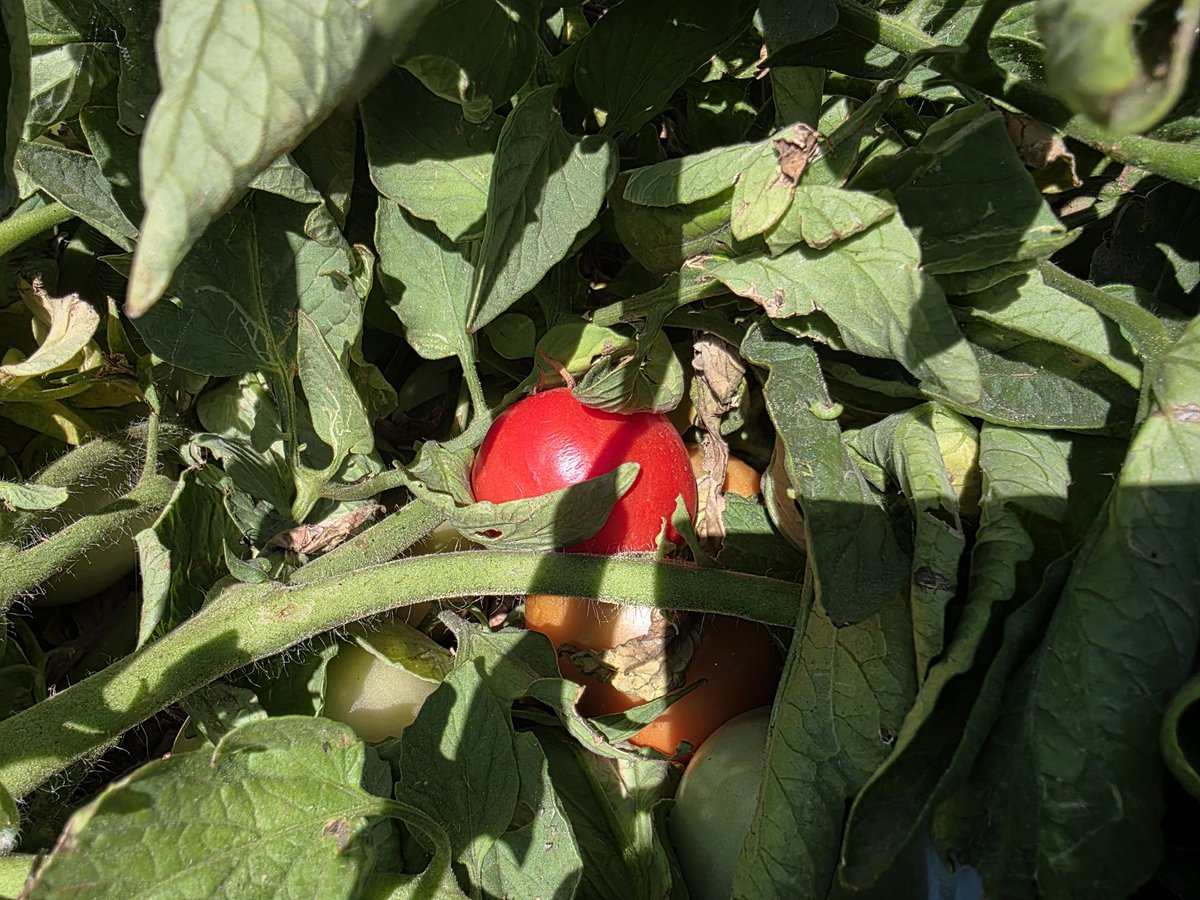 oncoradioHUVR's tweet image. 🌞🍉 ¡Verano en @oncoradioHUVR! 🍅🍆 Frutas jugosas y hortalizas frescas para cuidarte 💪🍇🥒
🥗 En nuestra labor de promoción de una dieta saludable 🥦❤️
recomendamos alimentos de proximidad 🛒🌍 y temporada 📆🌽
¡Buen provecho! 😋🍴
#SomosHUVR 🏥✨