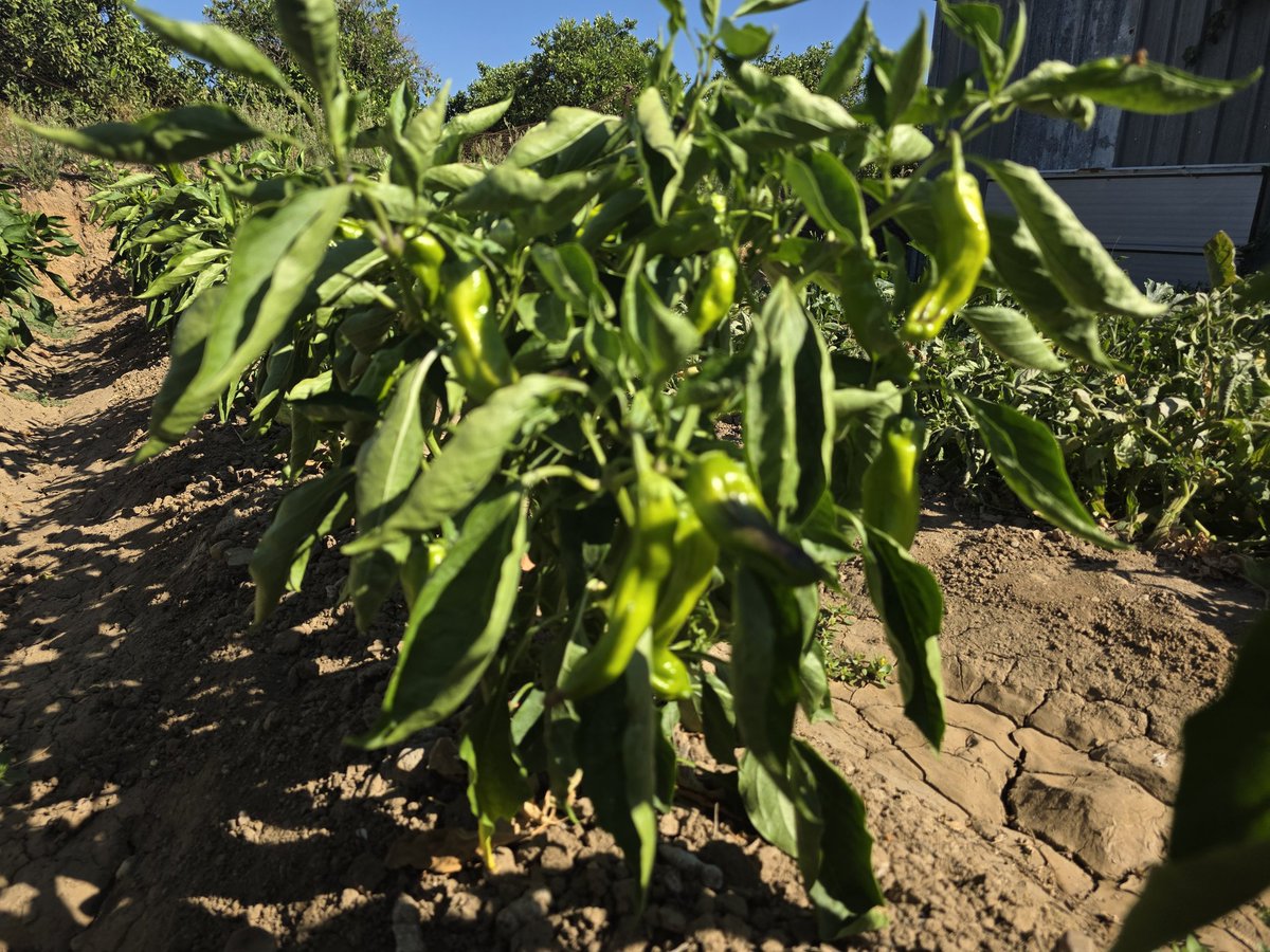 oncoradioHUVR's tweet image. 🌞🍉 ¡Verano en @oncoradioHUVR! 🍅🍆 Frutas jugosas y hortalizas frescas para cuidarte 💪🍇🥒
🥗 En nuestra labor de promoción de una dieta saludable 🥦❤️
recomendamos alimentos de proximidad 🛒🌍 y temporada 📆🌽
¡Buen provecho! 😋🍴
#SomosHUVR 🏥✨