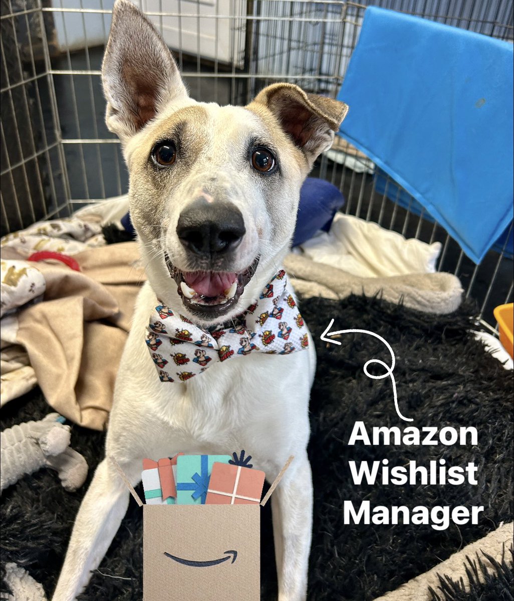 Dogs4Rescue's tweet image. Our dogs at Rescue World are running low on dry food and other items
🐶😬 If anyone would like to help Amazon Wishlist Manager Odin would be pawfully grateful 🎁🐶😃
amazon.co.uk/hz/wishlist/ls…