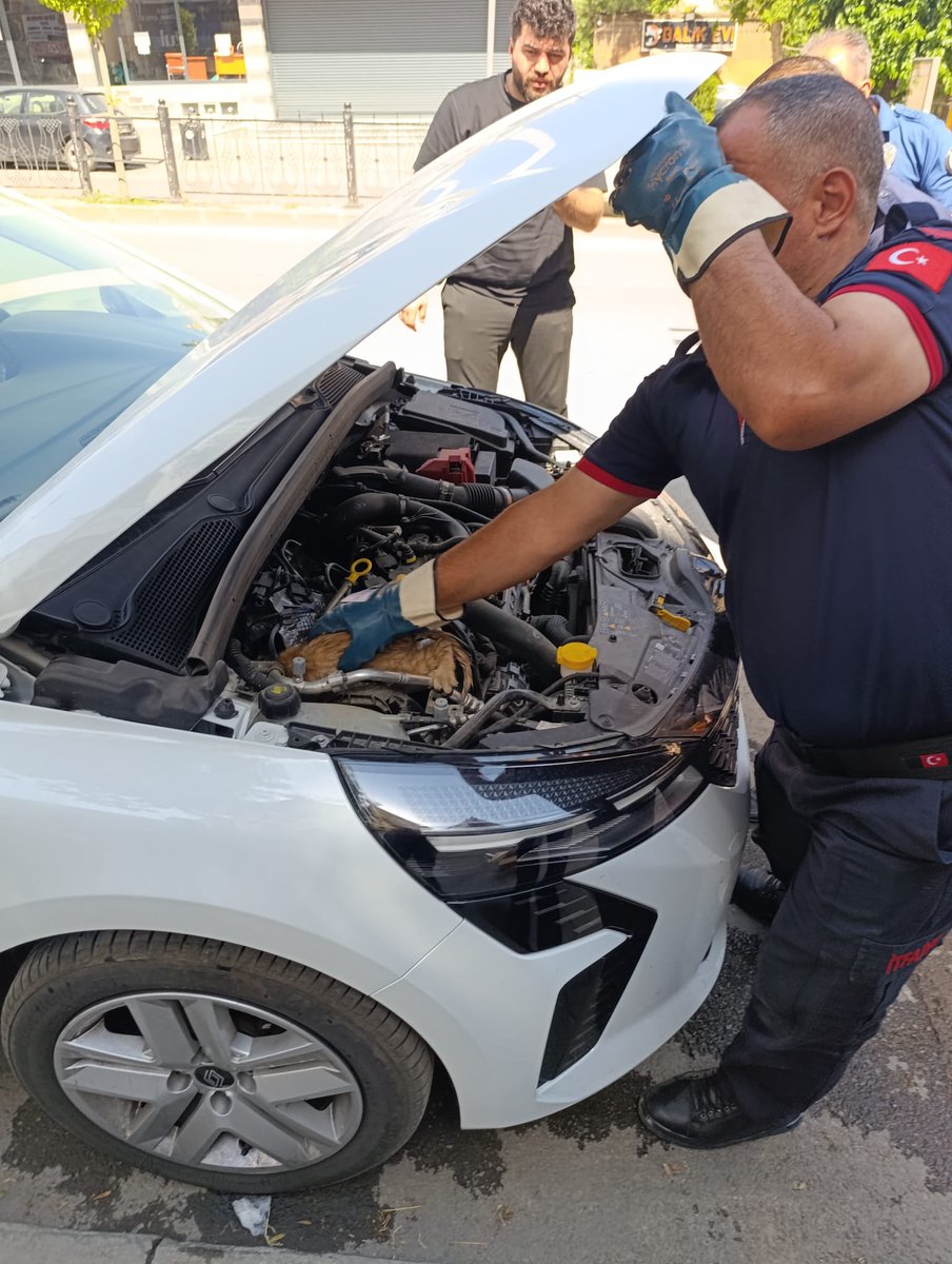 mus_bld's tweet image. 🚒 Muş Belediyesi İtfaiye ekipleri, araç motorunda mahsur kalan bir yavru kediyi başarılı bir operasyonla kurtardı. Yurttaşlarımızın ihbarı üzerine olay yerine intikal eden ekiplerimiz, motor kısmında sıkışan minik can dostumuzu zarar görmeden güvenli bir şekilde dışarı çıkardı.