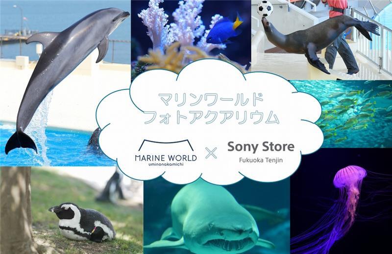 夏休みは、ソニーストア福岡天神が水族館に⁉️ マリンワールド作品展