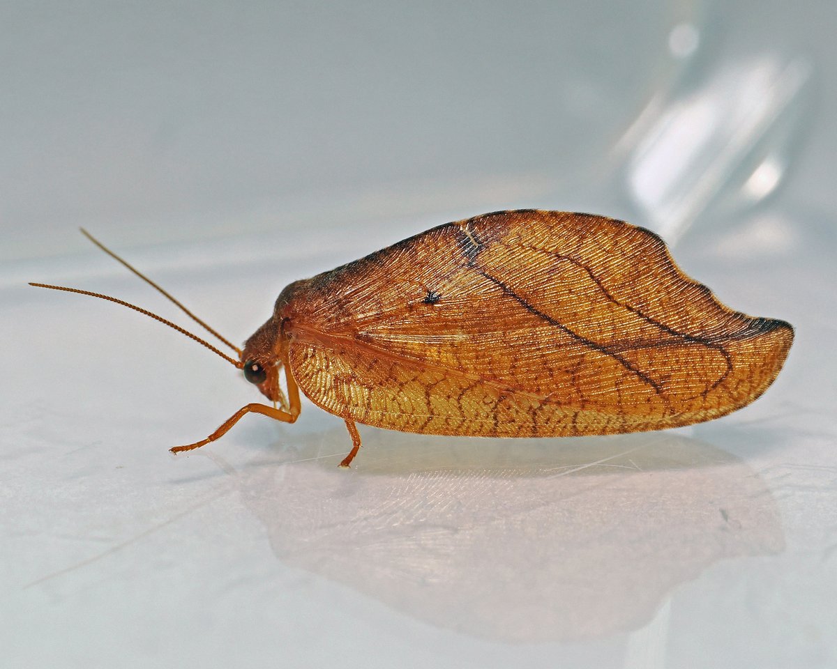 jwood_t's tweet image. Amazing what turns up on the kitchen window! - this morning, a brilliant leaf mimicking lacewing Drepanepteryx phalaenoides. Probably under-recorded but not many records in the UK and can't find any for Northants.