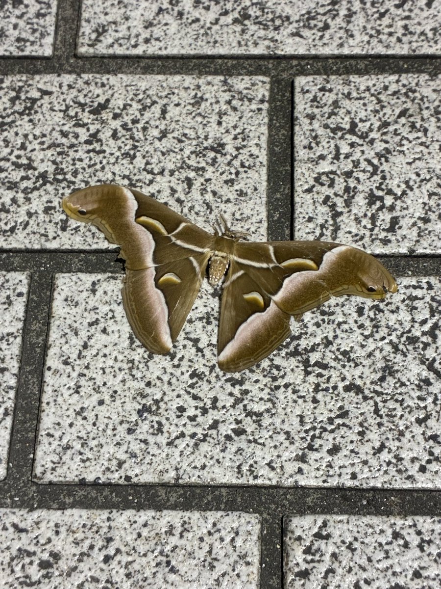 subno_range's tweet image. でっかい蛾！！