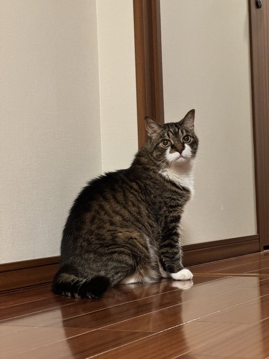 poncho_neko's tweet image. 遊んで帰って来て、お土産の魚とかないのにゃお？