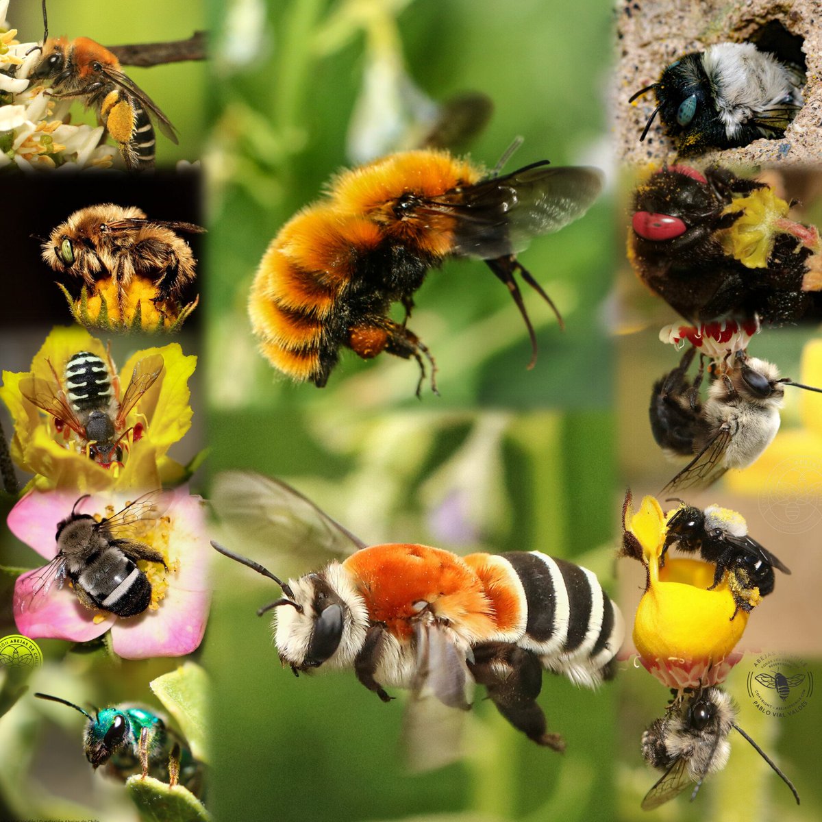 AbejasDeChile's tweet image. Nuestro fundador, Pablo Vial Valdés (@abejasdechile1) lanza la v2 de su «Libro Digital de las Abejas Nativas de Chile»: Nuevas especies, fotos inéditas y 15 años de observación directa. Léelo en abejasdechile.com/libro-digital. Comparte y apoya su labor.
🔗