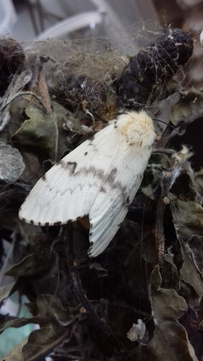johnlamin1's tweet photo. Female Gypsy Moth https://t.co/AY9u5xv38r