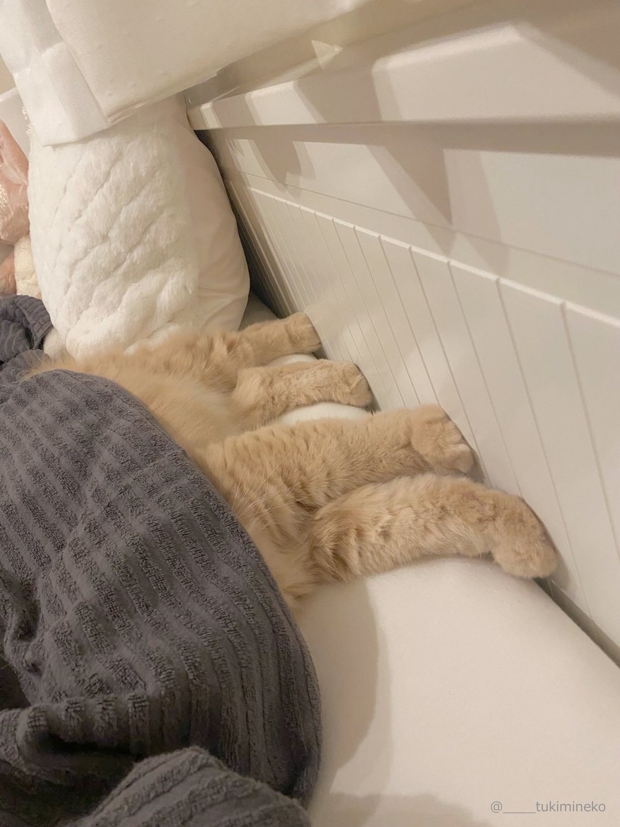 CAT_PRESS's tweet image. 「アタマ隠して、アシ隠さず」
布団をかぶって寝たけれど、足だけきれいに全部はみ出してしまった猫ちゃん😺
cat-press.com/cat-news/hamid…