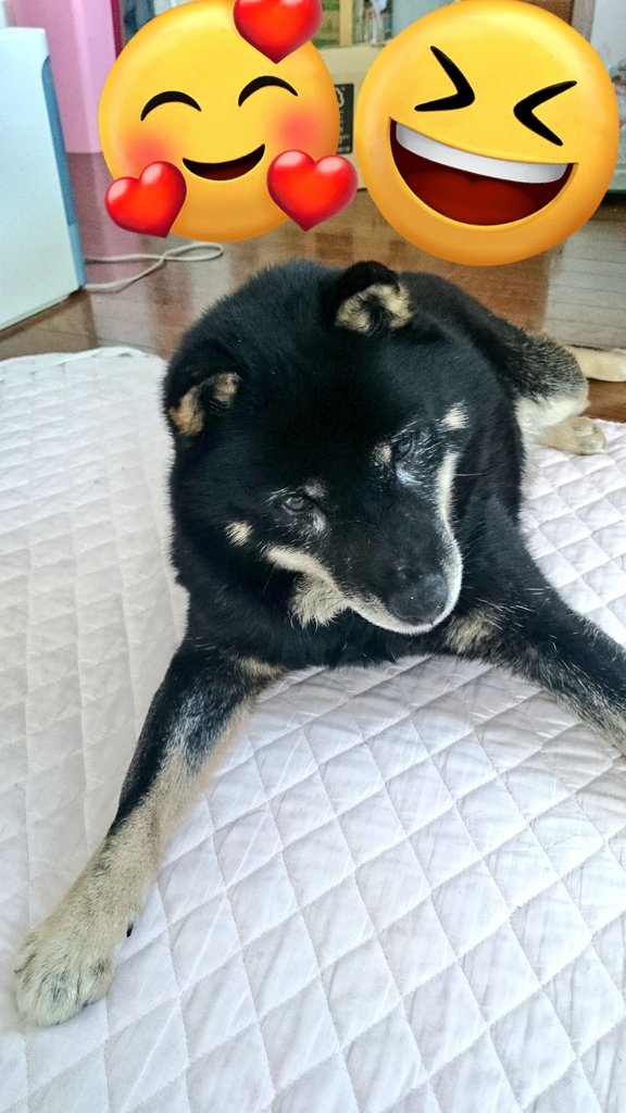 sen6135's tweet image. 10年くらい前の愛犬2匹の写真出てきた✨
黒い子は息子が生まれる前に死んじゃったけど、2匹とも優しい子だったなぁ😌
老犬だったのに、息子が泣いたら誰よりも早く側に行って離れなかったし、隙あれば息子の顔なめようとして、攻防戦繰り広げてたのが懐かしい🤭