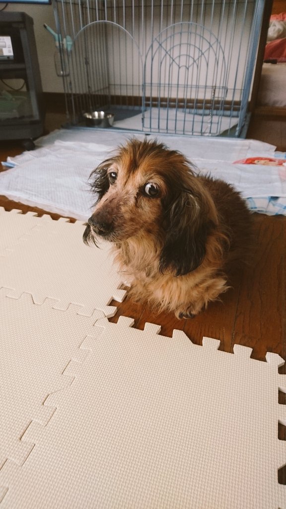 sen6135's tweet image. 10年くらい前の愛犬2匹の写真出てきた✨
黒い子は息子が生まれる前に死んじゃったけど、2匹とも優しい子だったなぁ😌
老犬だったのに、息子が泣いたら誰よりも早く側に行って離れなかったし、隙あれば息子の顔なめようとして、攻防戦繰り広げてたのが懐かしい🤭