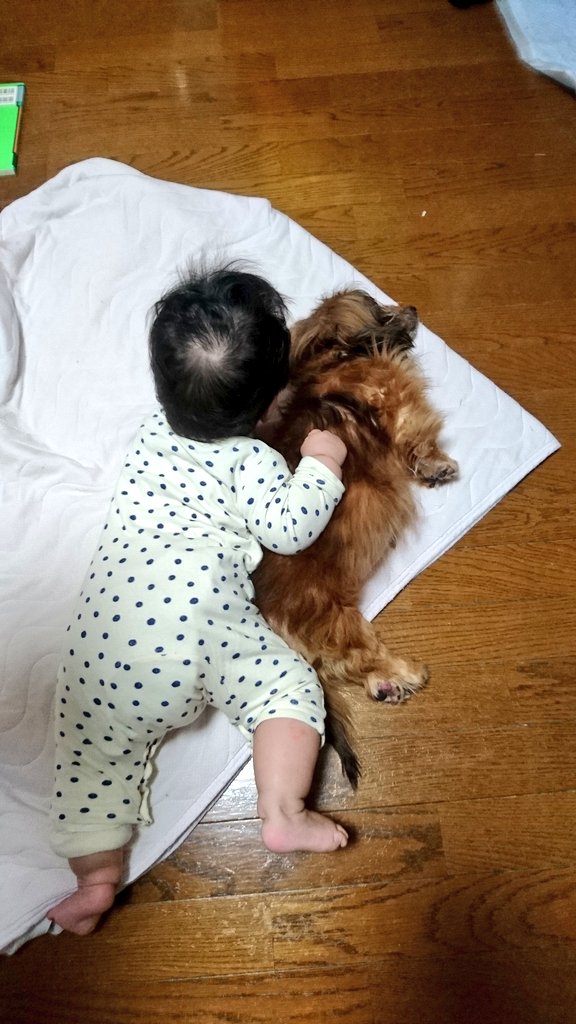 sen6135's tweet image. 10年くらい前の愛犬2匹の写真出てきた✨
黒い子は息子が生まれる前に死んじゃったけど、2匹とも優しい子だったなぁ😌
老犬だったのに、息子が泣いたら誰よりも早く側に行って離れなかったし、隙あれば息子の顔なめようとして、攻防戦繰り広げてたのが懐かしい🤭