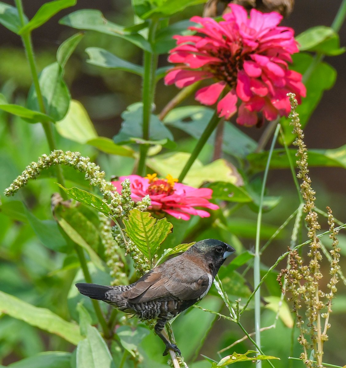 Davidwillashley's tweet image. My #SouthSudan 🇸🇸 Bird of the Week is this Bronze Mannikin among the flowers in Juba.
#BirdsSeenIn2025 #birds