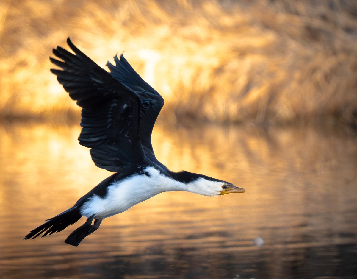 ThingsCanberra's tweet image. I&apos;m slowly learning to be more patient. I had an idea this cormorant was going to fly off. So I waited until it did.
 Pied cormorant, Jerrabomberra Wetlands
