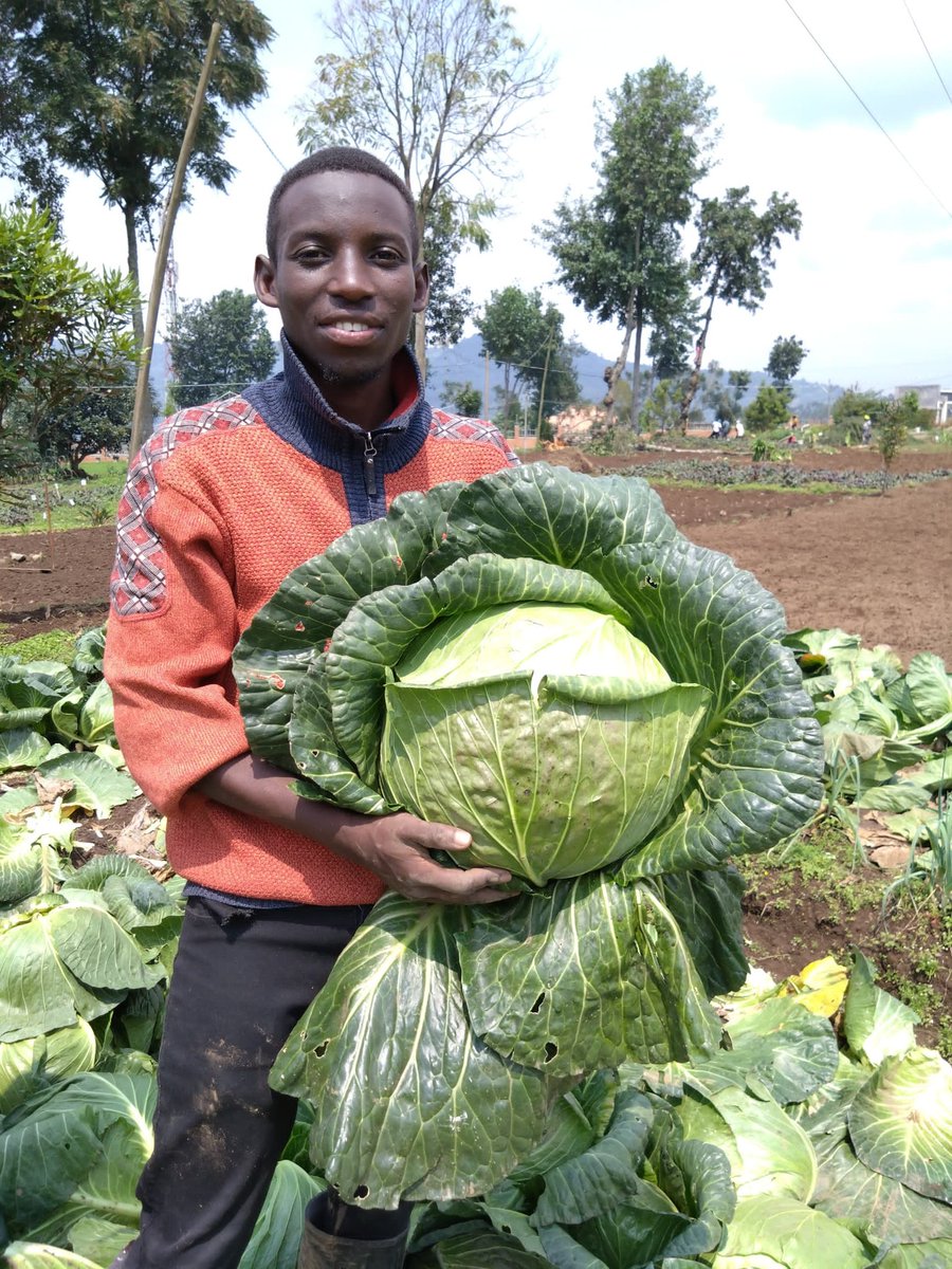 UwaseYves3's tweet image. Cabbage farming is a profitable business once it is done wisely. Choose high-yielding and disease-resistant varieties, implement GAP and earn money 💰💰 

What do you think about this variety?